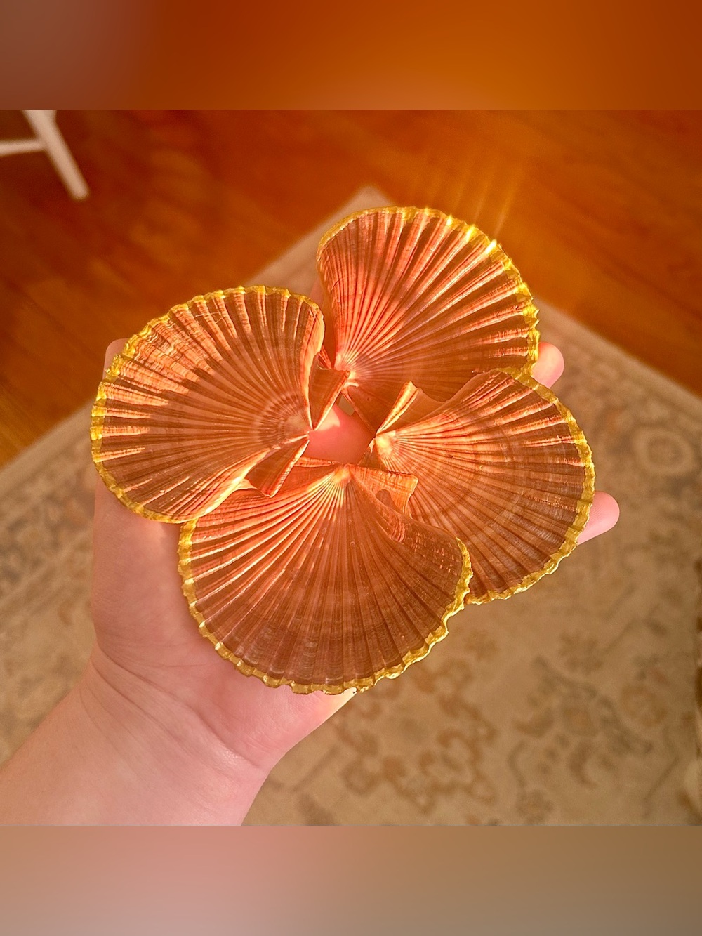 Gold Dipped Scallop Shell Jewlery Holders